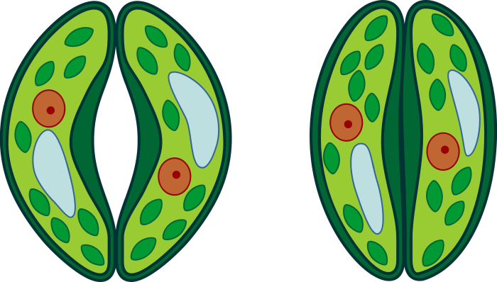 Image of stomata 